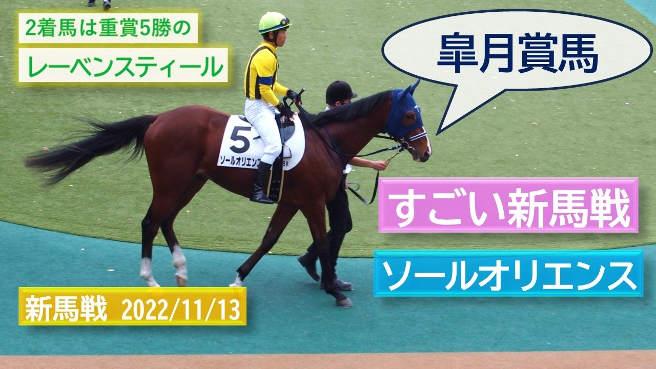 2022年11月13日 | 東京5R 新馬戦 | ソールオリエンス | レーベンスティール | ルーシアン | パドック 現地映像 全頭 | 東京競馬場 | 芝1,800