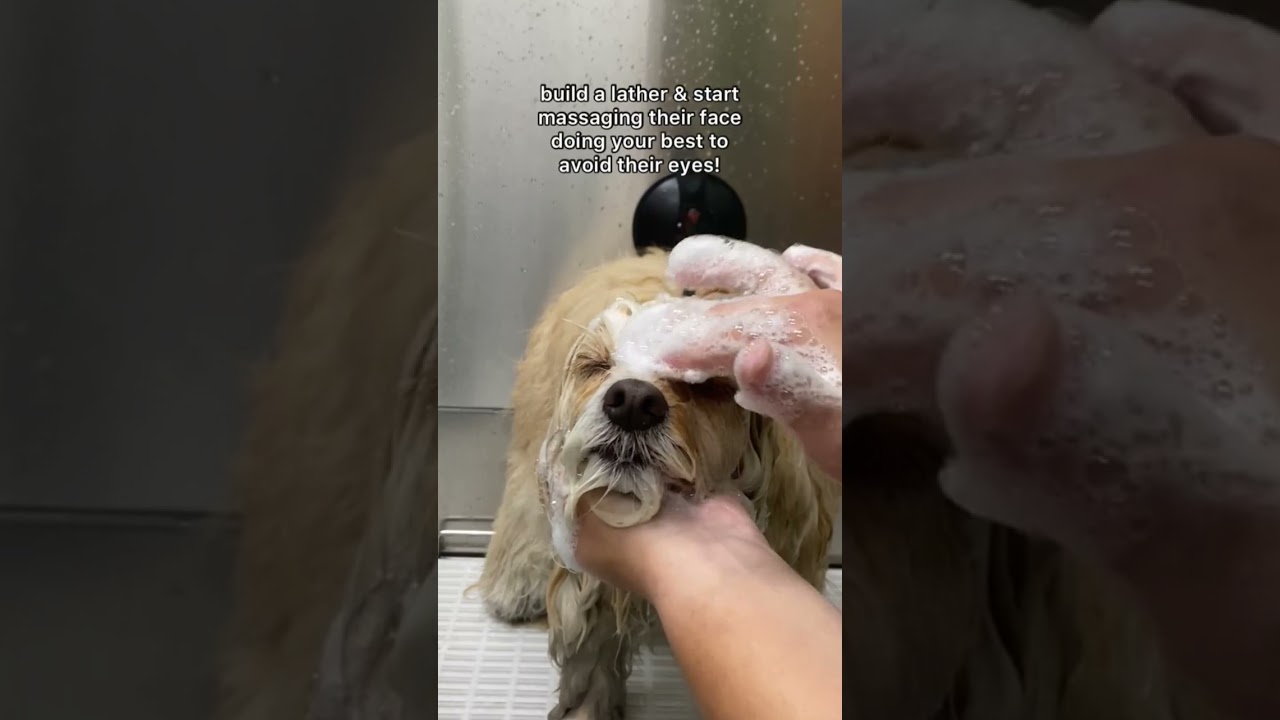 Ecco come lavo la faccia a un cane! #cani #cucciolo #amantedeicani #acqua