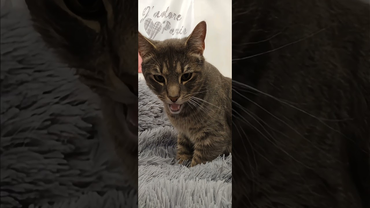 #cat #catvideos #catshorts #youtubeshorts #fy #fypcats #dreamface