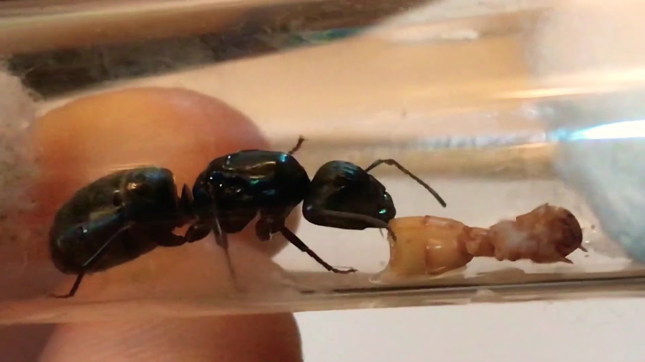 camponotus pennsylvanicus queen ant having a feast on a mealworm