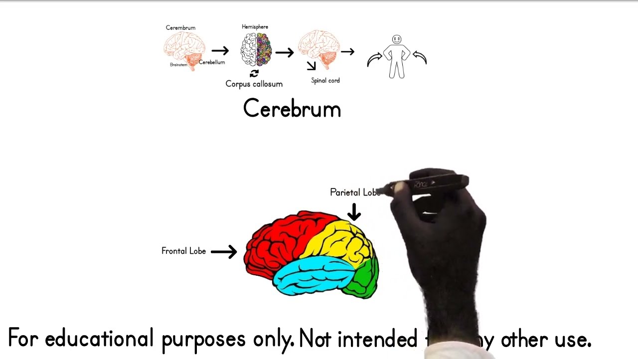Brain Anatomy Part 2 Somali Translation