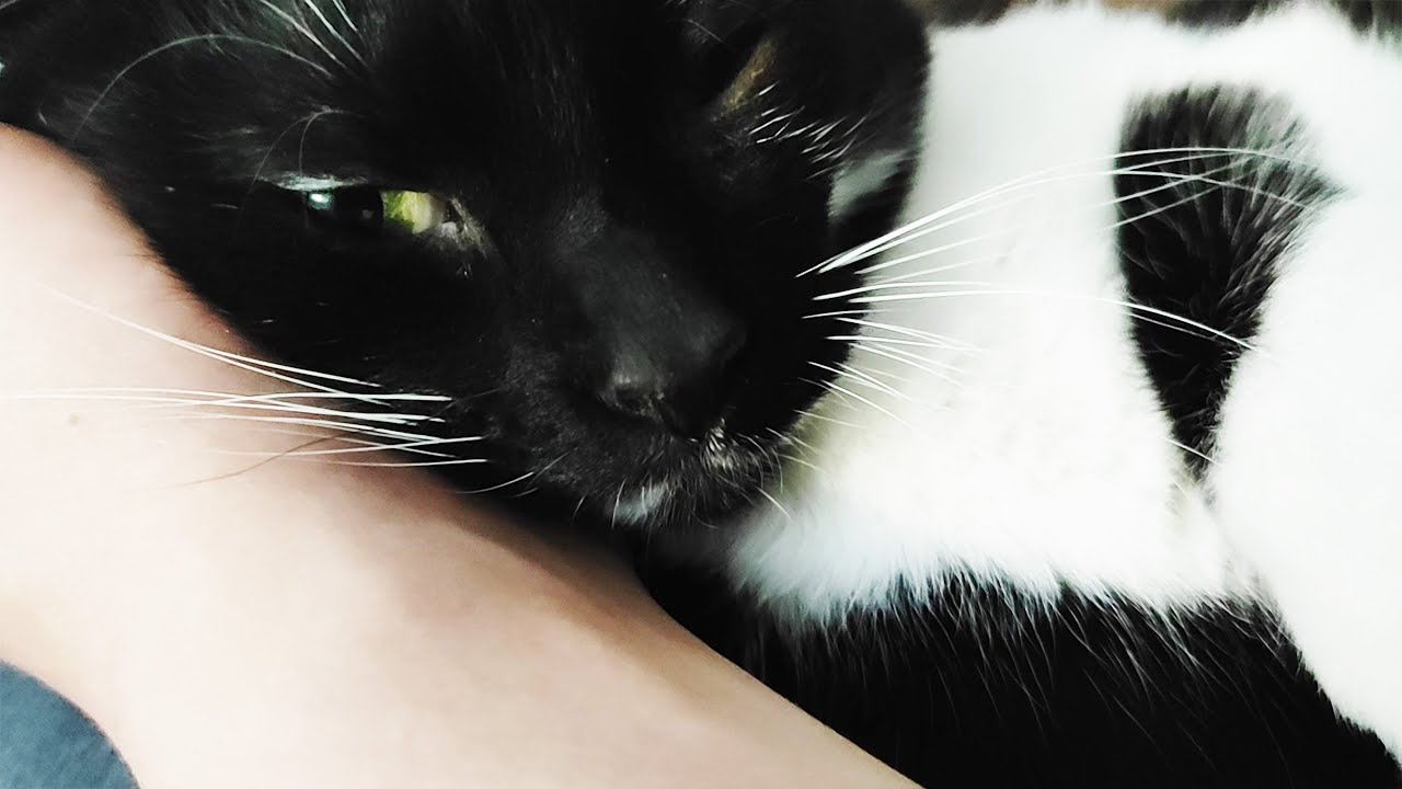 V8 engine cat loud purring