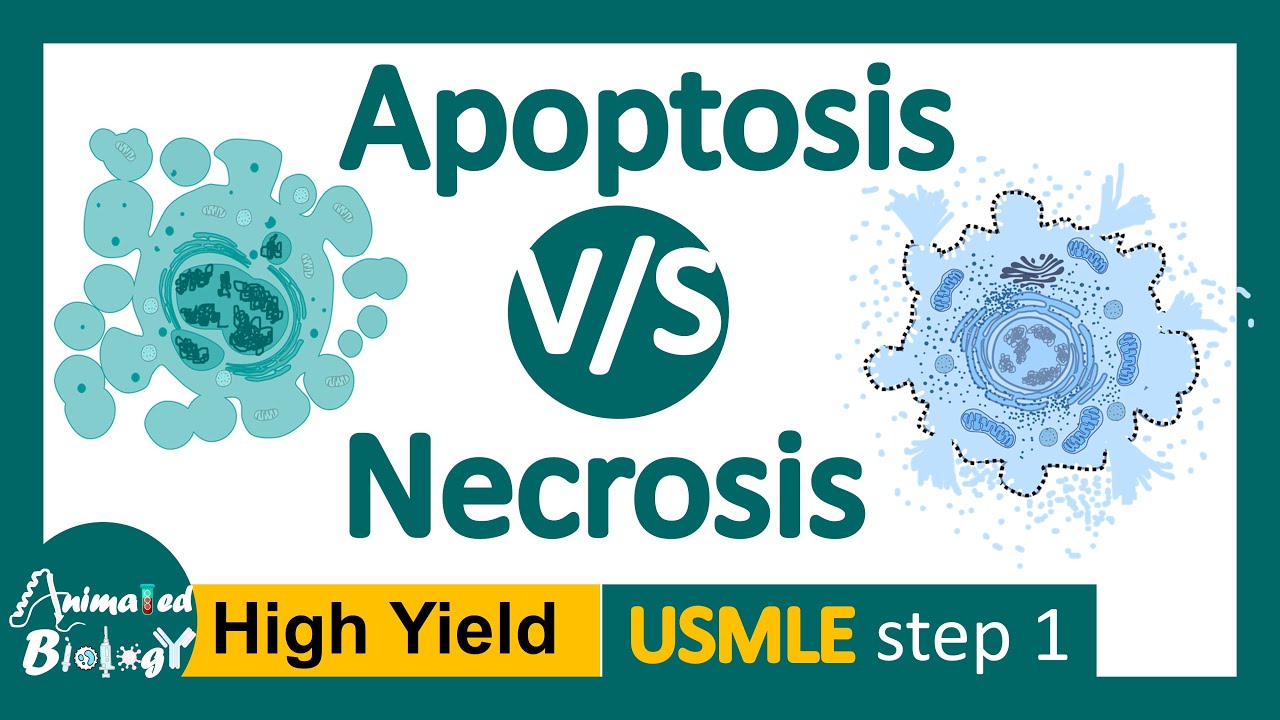 Apoptosis vs Necrosis | 5 differences between apoptosis and necrosis | USMLE step 1