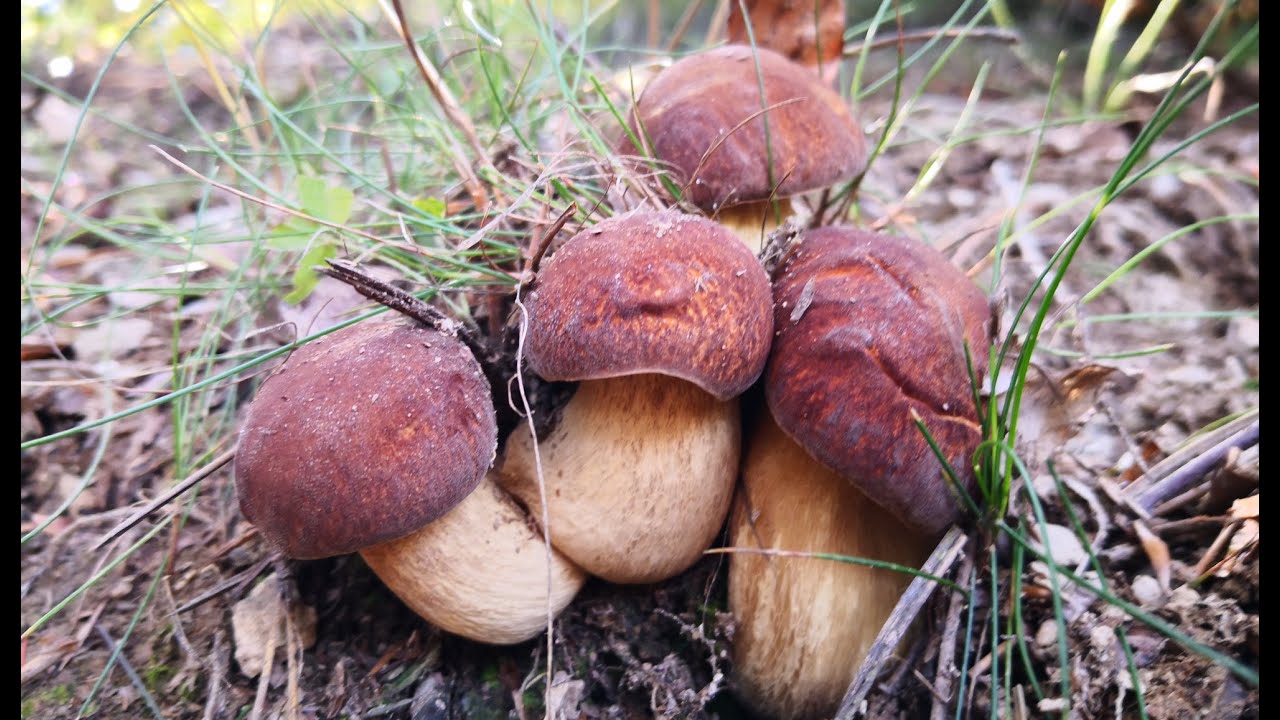 FUNGHI PORCINI 2022 - Gli estivi delle valli Trebbia e Bormida