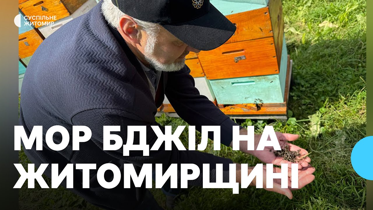 У громаді на Житомирщині загинули майже 700 бджолиних сімей — яка причина