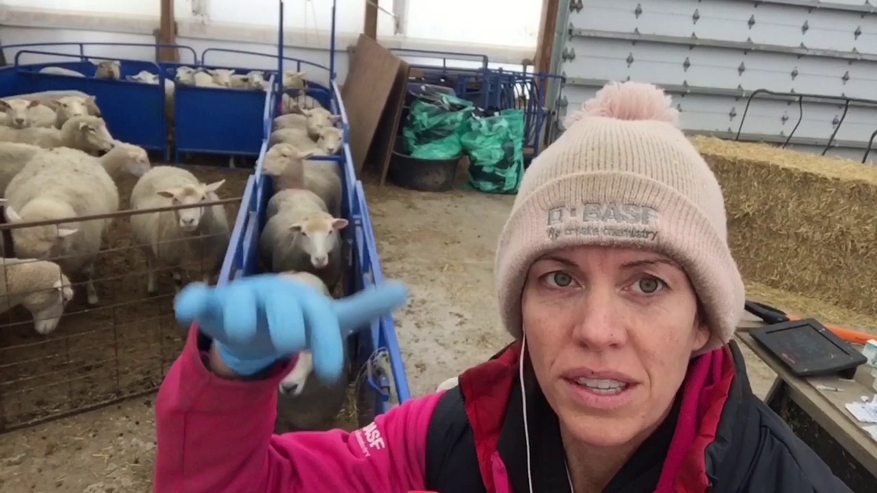 Вытягиваем CIDRS из овец. | Видеоблог №6