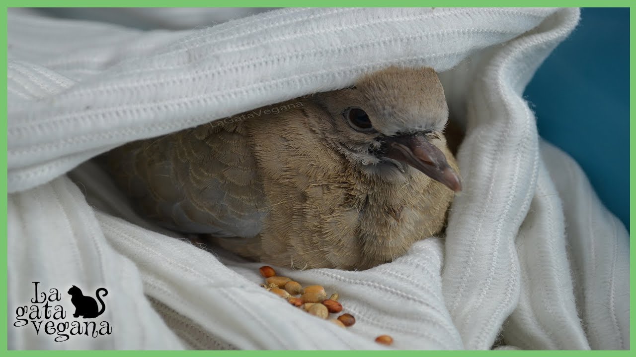 CÓMO ALIMENTAR CON GRANO A PALOMAS Y TÓRTOLAS | EMBUCHAR COMIDA PICHONES Y ADULTOS | LA GATA VEGANA