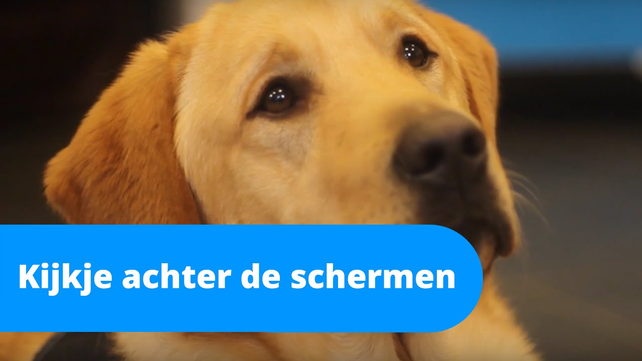 Kijkje achter de schermen | Hulphond Nederland