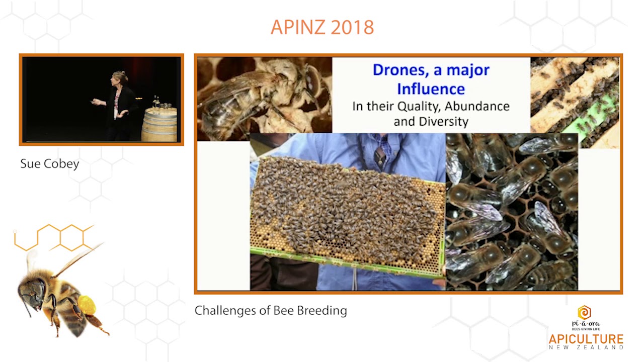 Sue Cobey - Challenges of Bee Breeding