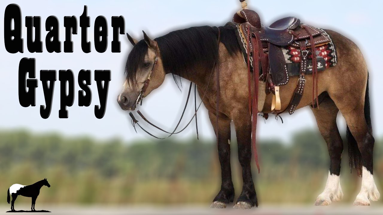 Quarter Gypsy 