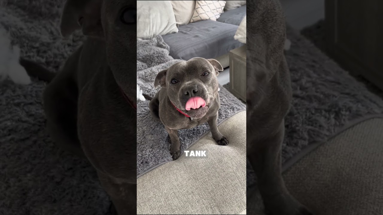 The Shittiest Dog Breed, Meet the Staffy 