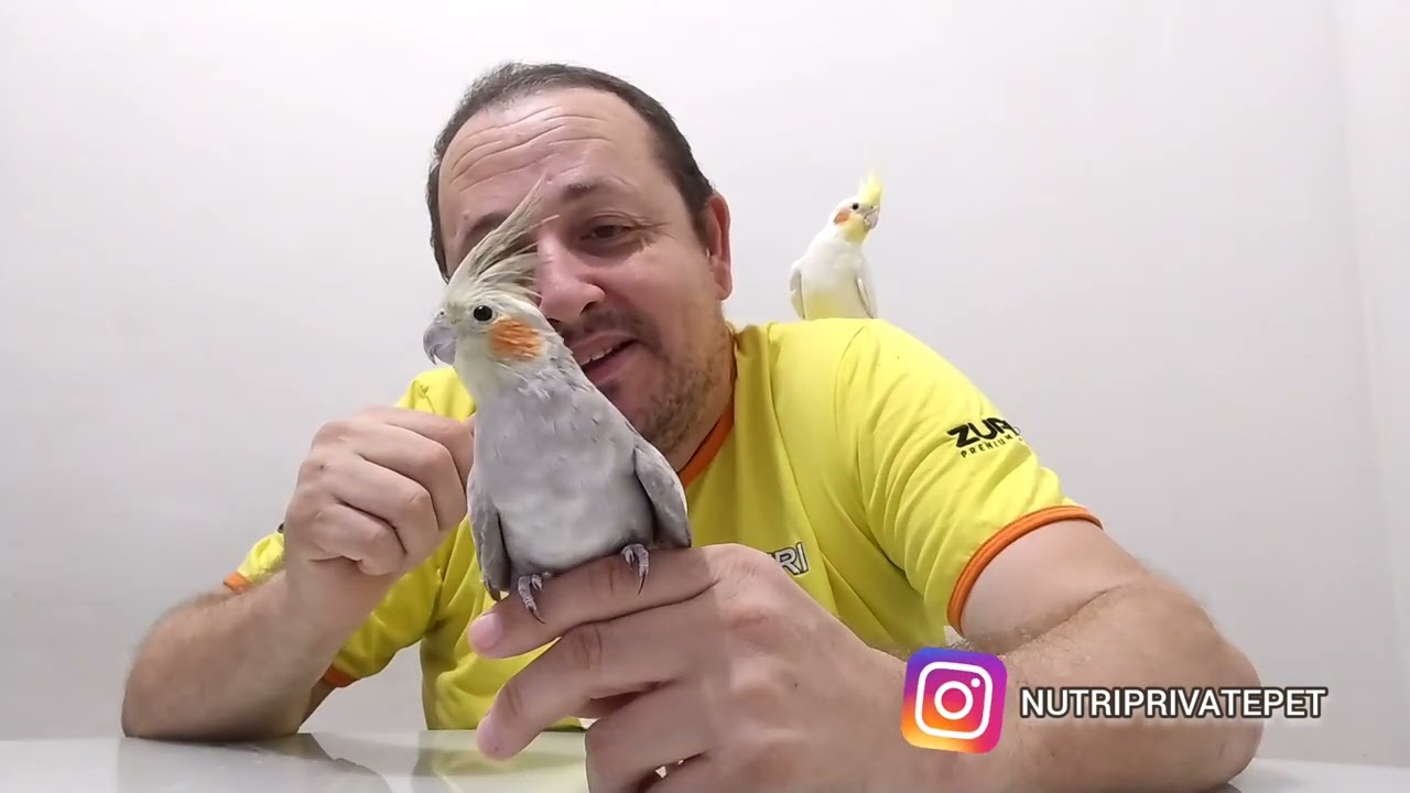 Minhas Calopsitas lindas ! #calopsita #calopsitasmansa #calopsitas_mansa #pet #pets #passaros