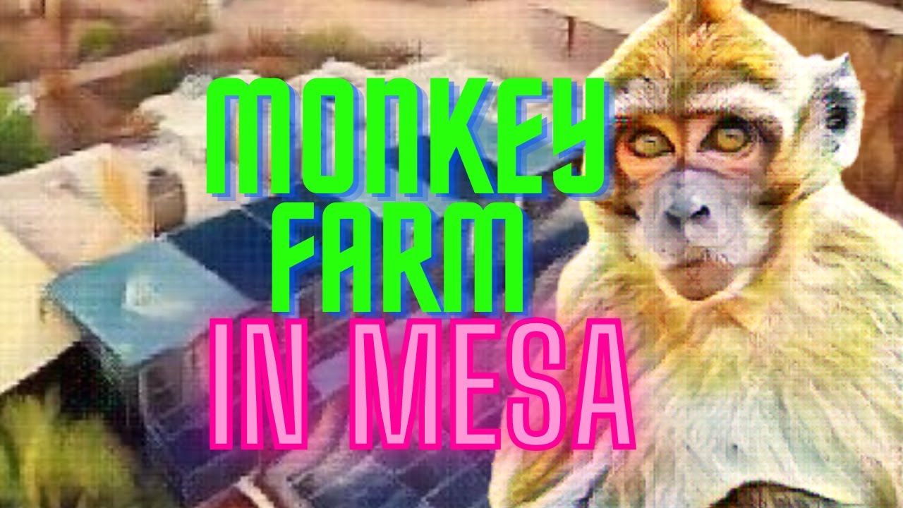 Monkey Farm in Mesa Arizona
