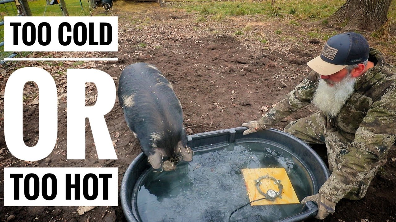 MY PIGS ARE TRAINED WRONG | Winter Watering Problems