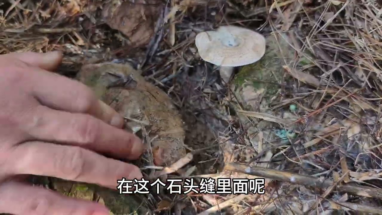 比猪肉贵好几倍的乌枞菌老罗夫妻俩摘到满满一篮，感谢大自然馈赠