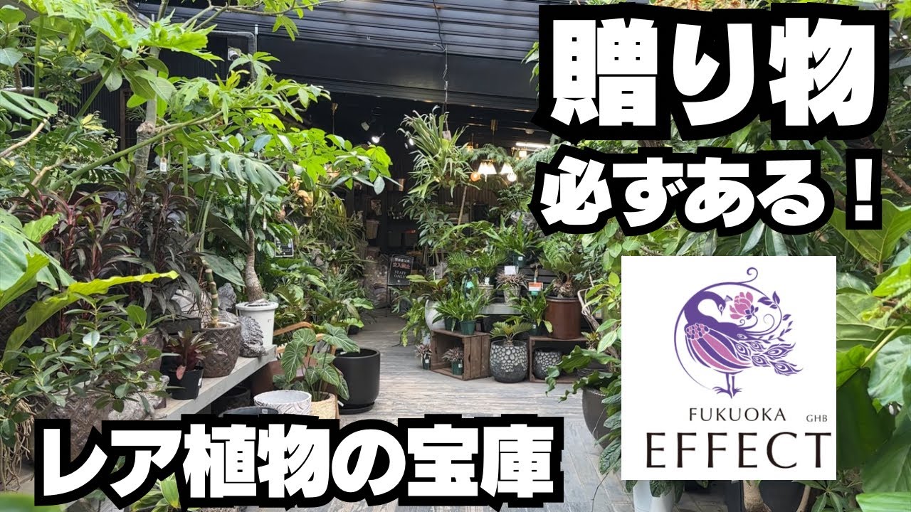【衝撃】プレゼントするならここに行け！FUKUOKAEFFECT!