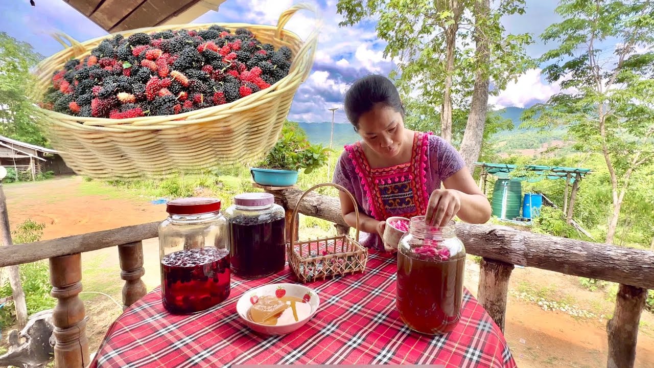 66. 4K Back to my Mulberry Hill Cottage. Make vinegar & kombucha from fresh mulberries and roses