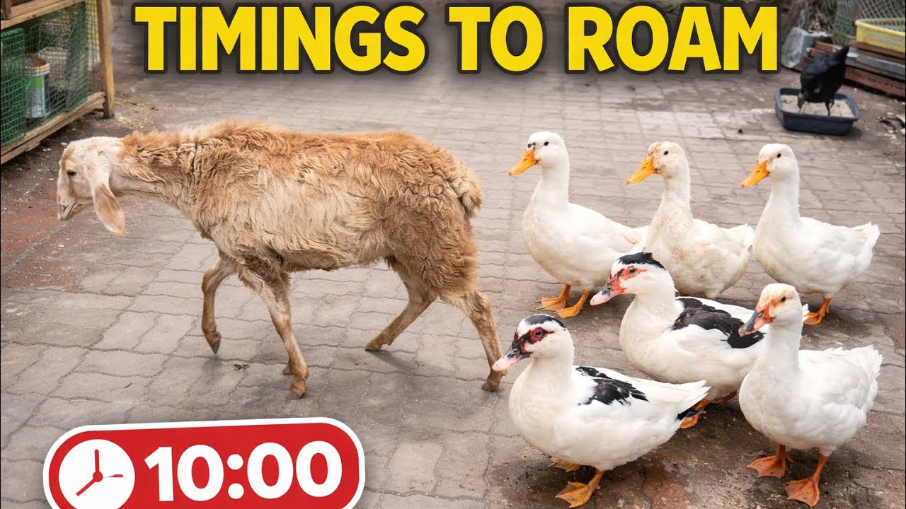 Sheep 🐑 takes a round | Ducks 🦆 roaming in mini zoo | kids reaction #petslovers 