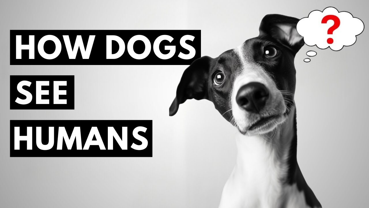 Do Dogs Really Think Humans Are Just Big Dogs? 🐶 The Shocking Truth! 🤯