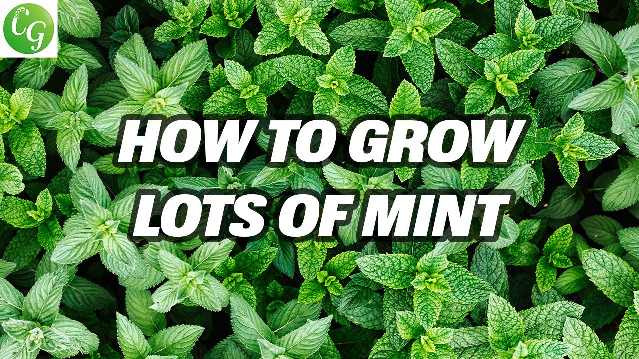 How to Grow Massive Mint (Without it Taking Over)
