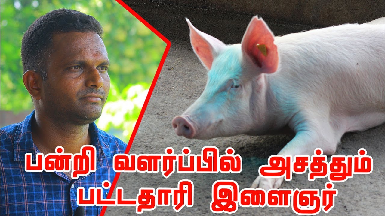 இந்தியாவிலிருந்து பன்றி இறைச்சியை எவ்வாறு ஏற்றுமதி செய்வது? APEDA விடம் எவ்வாறு அனுமதி வாங்குவது?