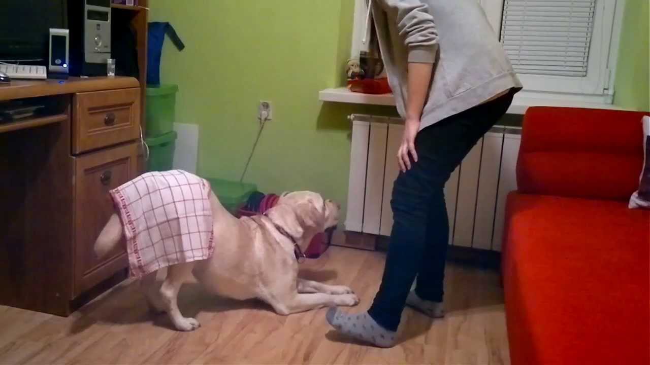 Labrador retriever tricks