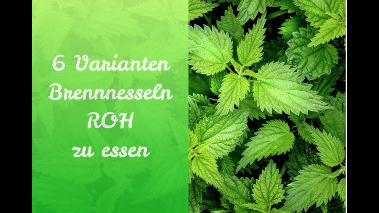 6 Varianten Brennnesseln roh zu essen!