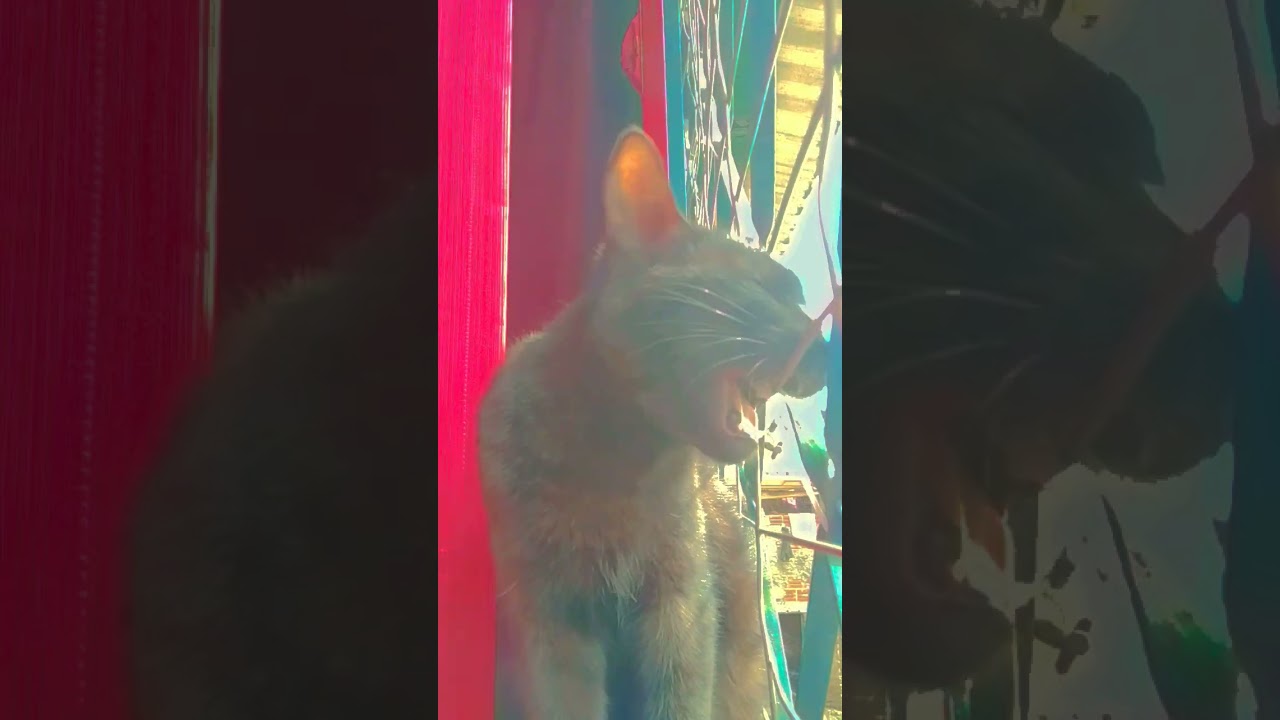 Minha gatinha tava mordendo a grade kkk 