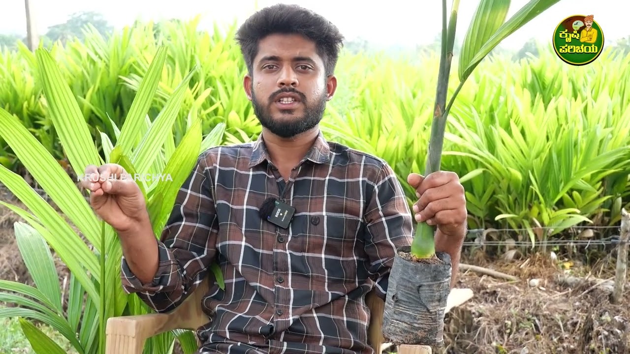 Areca Plants Nursery || ಸಾವಯವ ಕೃಷಿ ಪದ್ದತ್ತಿಯಲ್ಲಿ ಬೆಳೆಸಿರುವ ಅಡಿಕೆ ಸಸಿಗಳು