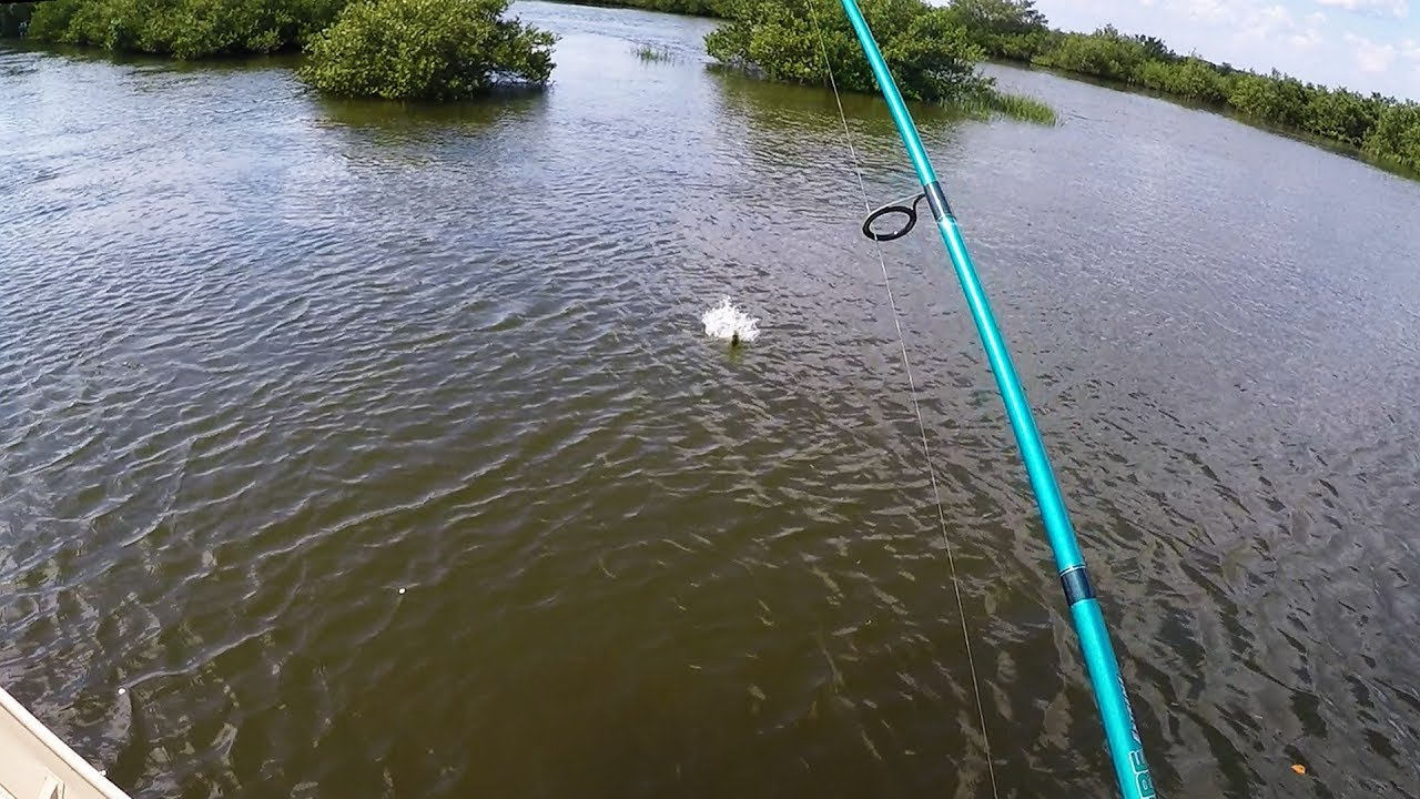 Crystal River/Barge Canal Topwater Snook and Redfish