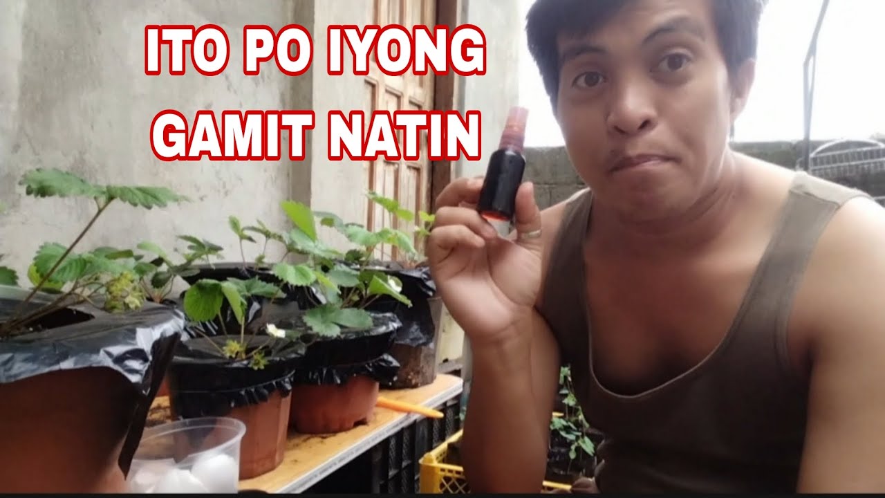 Ito Iyong Ilalagay Ko Sa aking Strawberry Para Maka Damin Ng Bunga.. #strawberry #bahayfarm