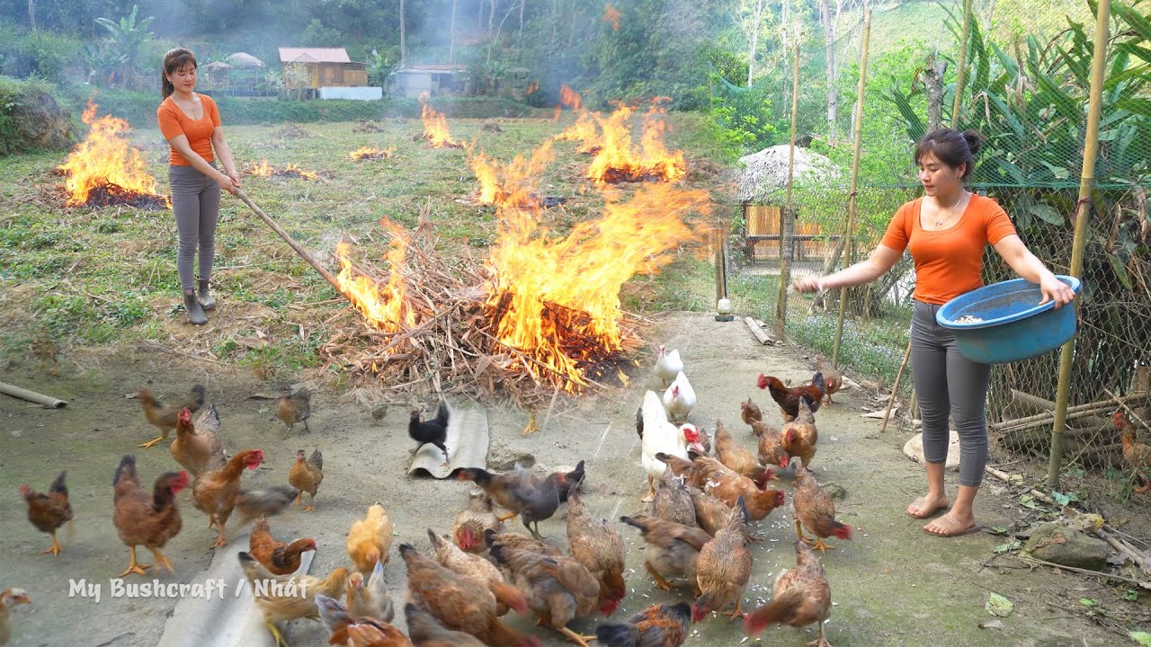Use Generator To Clear The Grass, Prepare Plant New Corn Crop, Use Cassava as Food for Chickens