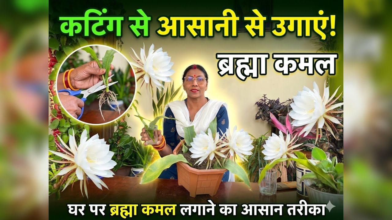 Brahma Kamal cutting se ugana itna easy |Brahma Kamal ke patte se naya plant Is trick se lagao