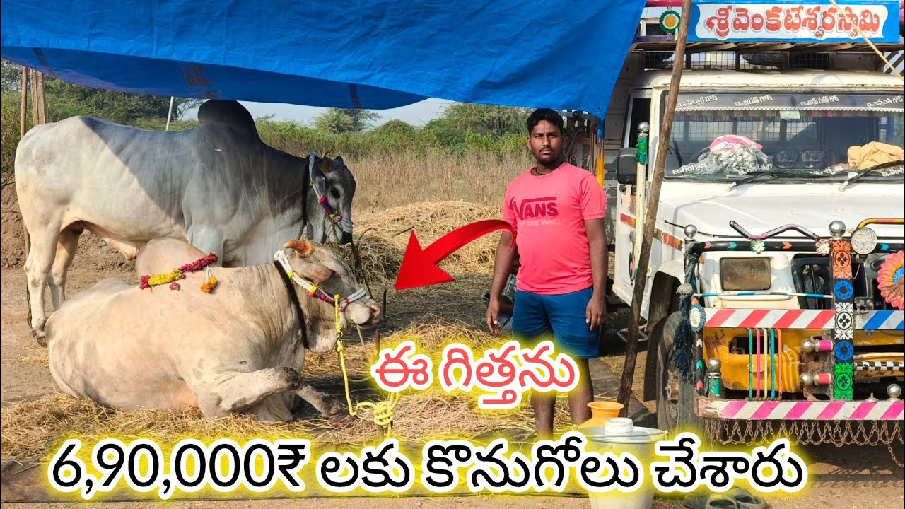 బళ్లాన్ పల్లి న్యూ కేటగిరి విభాగం పోటీలకు వచ్చినటువంటి N రామాంజనేయులు గారి జత.
