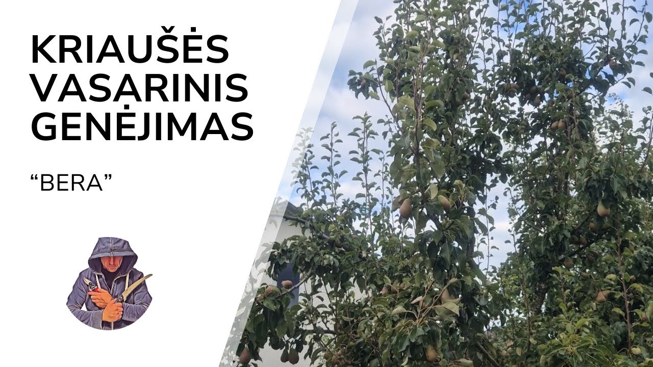 Kriaušės Bera vasarinis genėjimas
