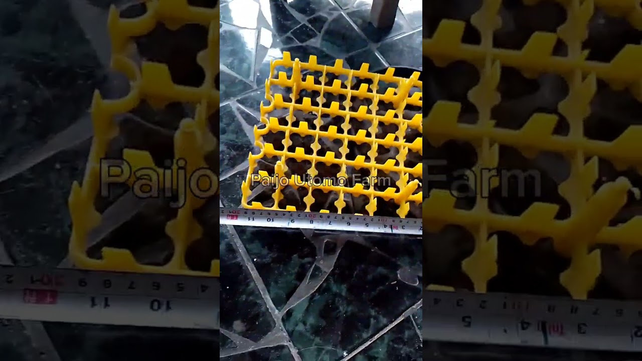 step kerja cara membuat mesin tetas dari kulkas bekas otomatis rak ayun