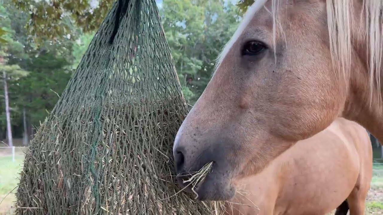 20 minutes of Horses Eating Hay ASMR