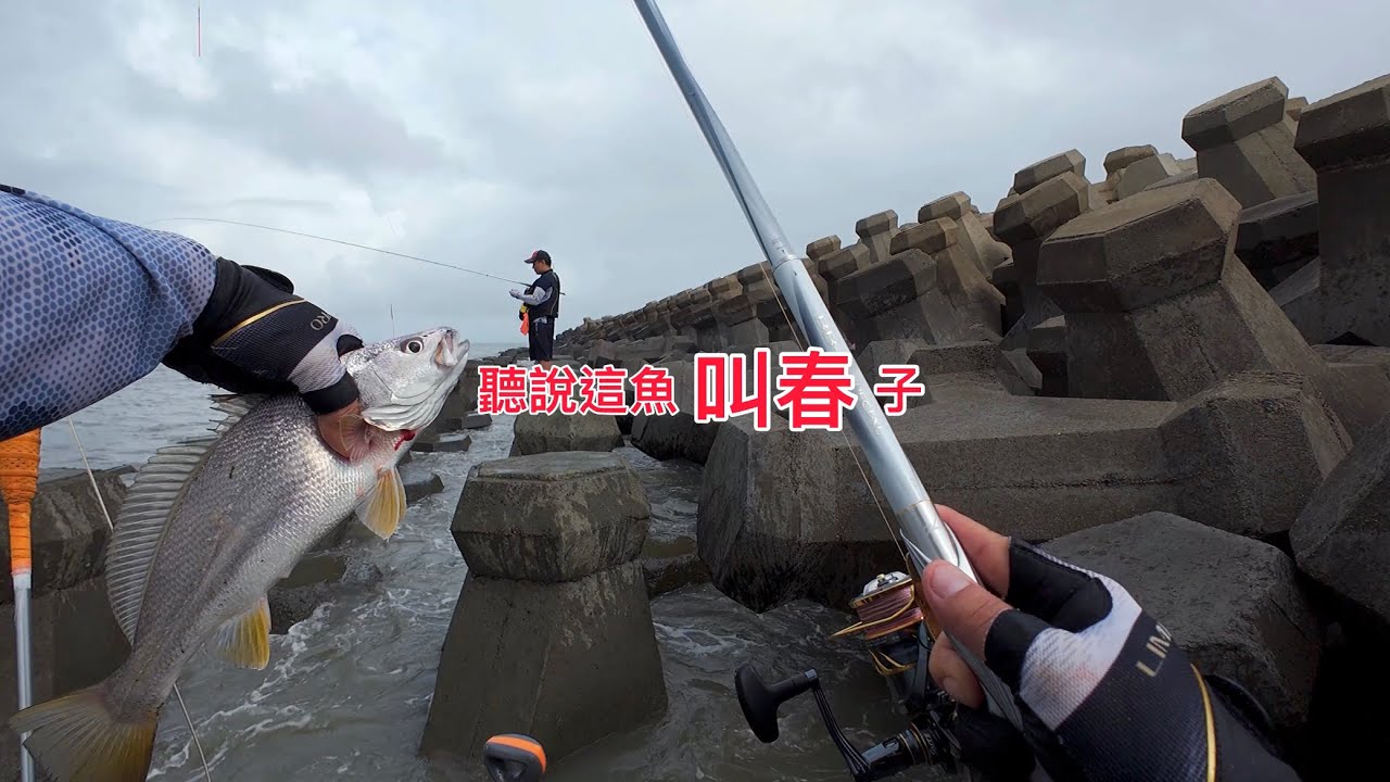 大潭出水口，這個季節有春子？！南極蝦也愛吃...1米浪、水濁、乾潮底，不想要這隻手了....#防波提#磯釣#春子魚#成仔丁