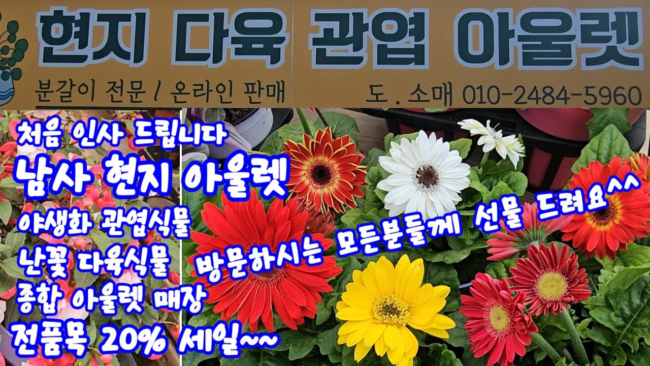#남사현지아울렛 #야생화#관엽#난꽃#다육식물#전품목 #20%세일 #방문하시는 모든분들께 #첫방송 기념선물 드려요^^ 