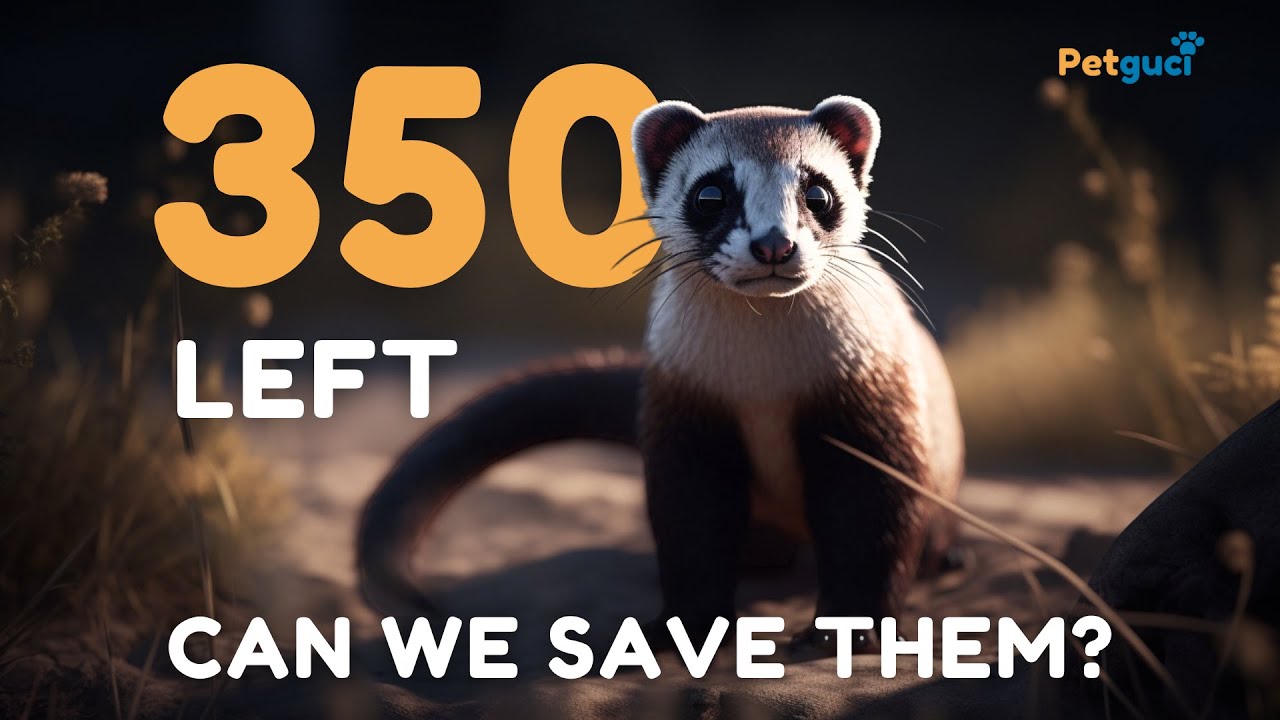 The Incredible Fight to Save the Black-Footed Ferret
