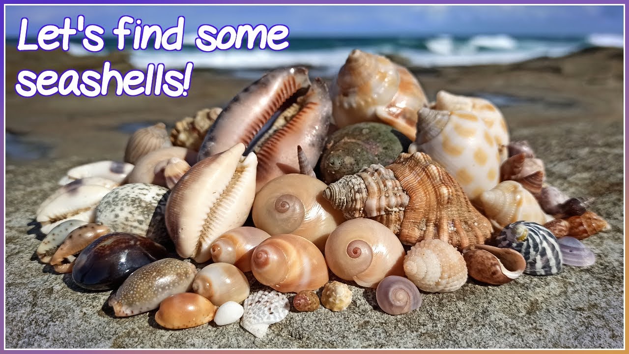 Finding Seashells at Low Tide | Colorful Cowries [Virtual Shelling]