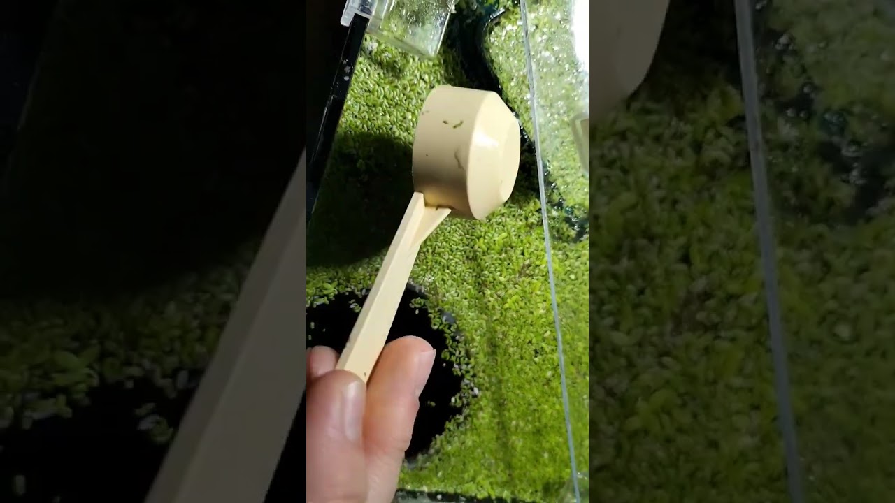 Lemna minor