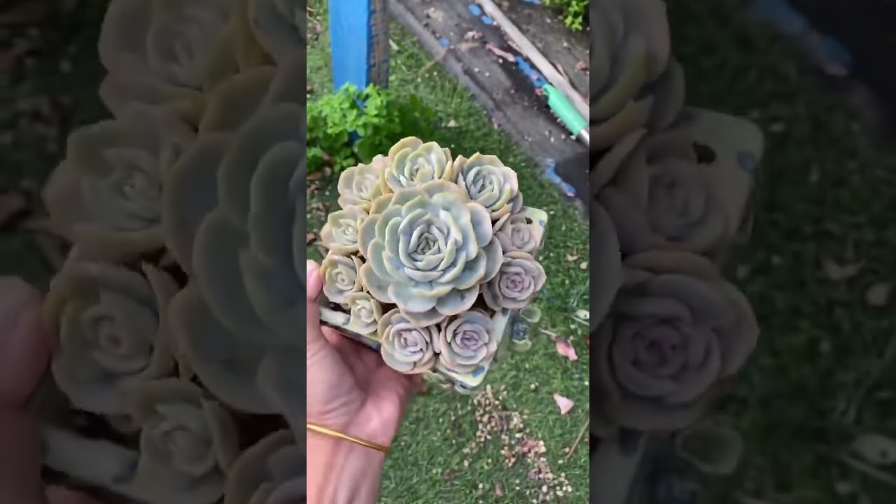 A perfect Echeveria 'Blue Surprise' cluster #succulentobsession #succulentcollection #plants