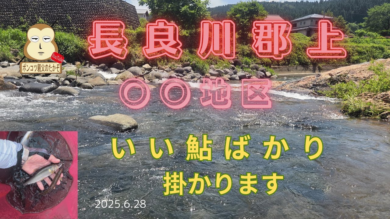 「郡上の鮎釣り」○○地区はいいサイズが掛かります　#良型鮎