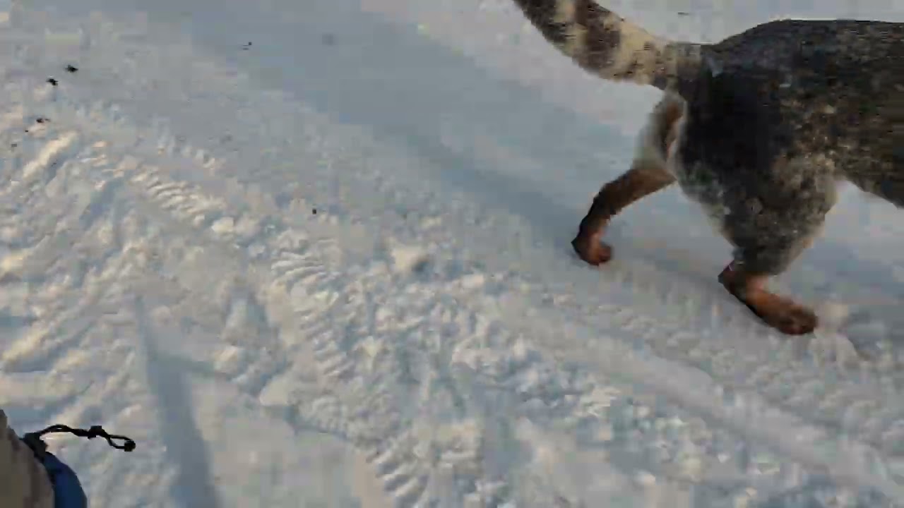 Australian Cattle Dog. Leśny spacer z moimi psami, styczeń 2025 