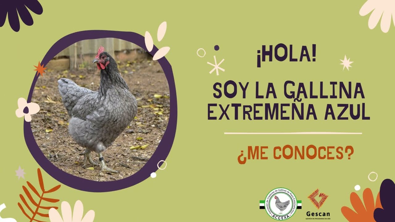 La Gallina Extremeña Azul