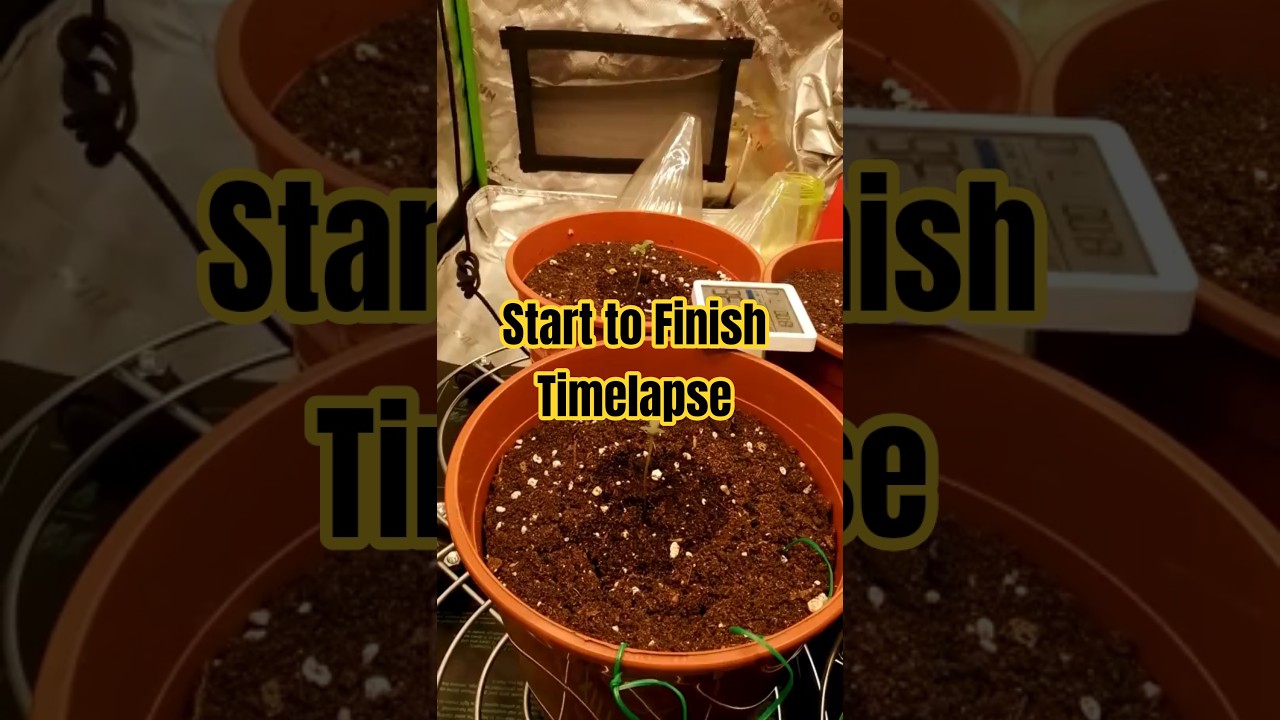 Cherry Poppers Timelapse #cherry #culture  #flowers #trending