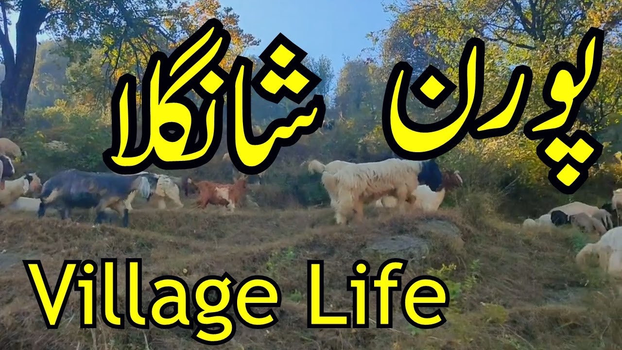 Puran Shangla Village Life