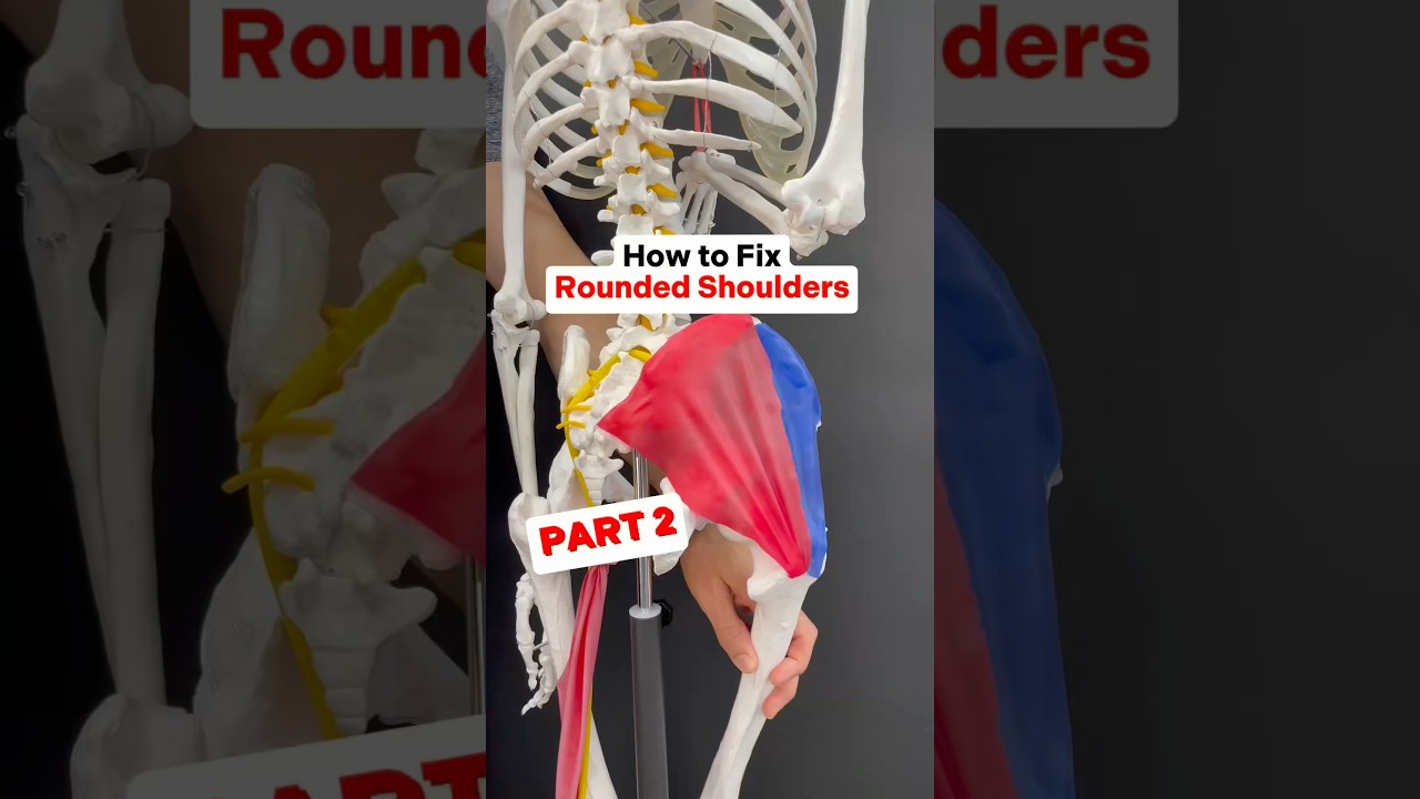 Part 2 - How to fix rounded shoulders. #posture #postureexercises #neckpain #tmj #headache #shoulder