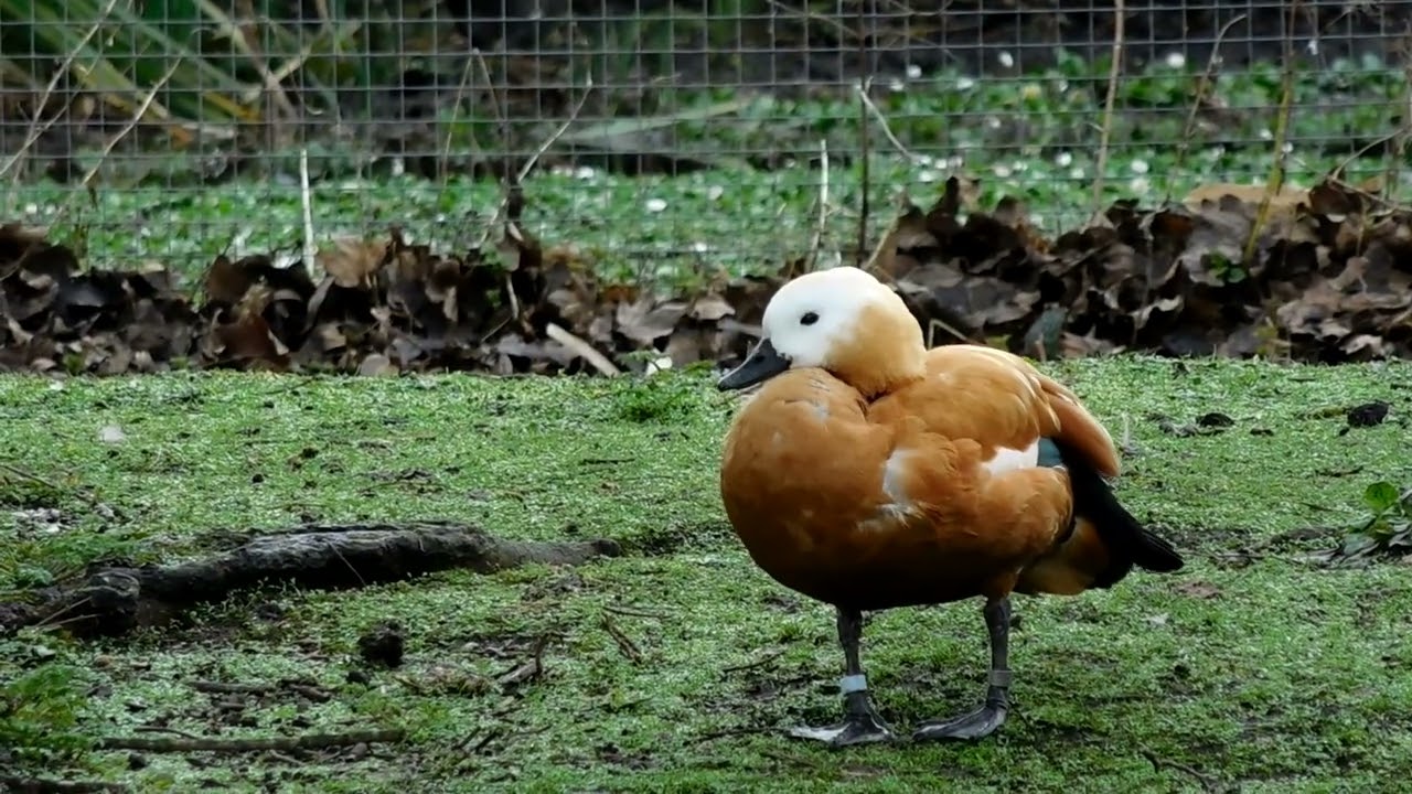 Ruddy Shelduck